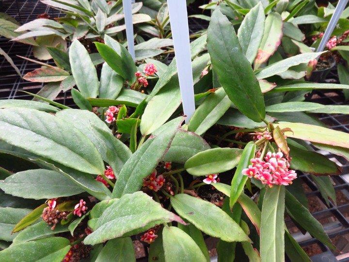 B. longipetiolata